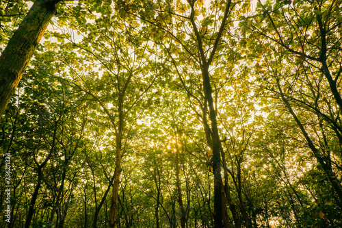 jati forest jungle tree with orange sky in pekalongan central java