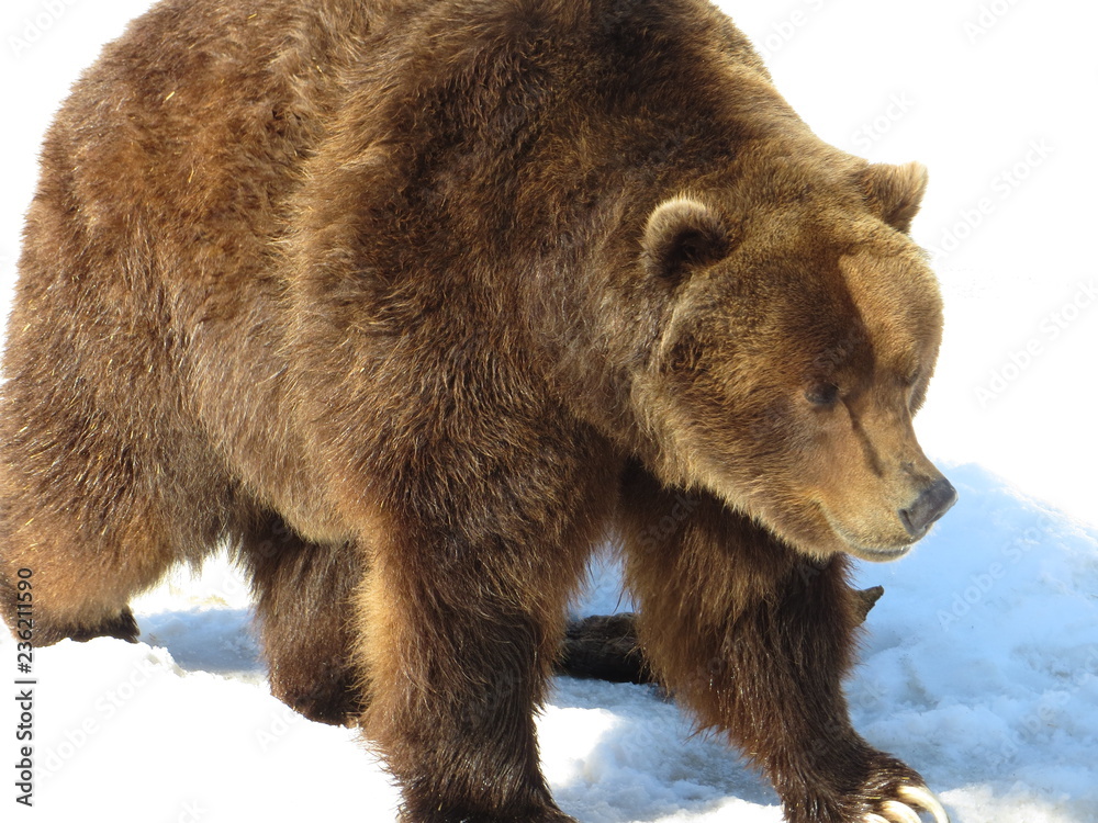 Fototapeta premium portrait of a brown bear