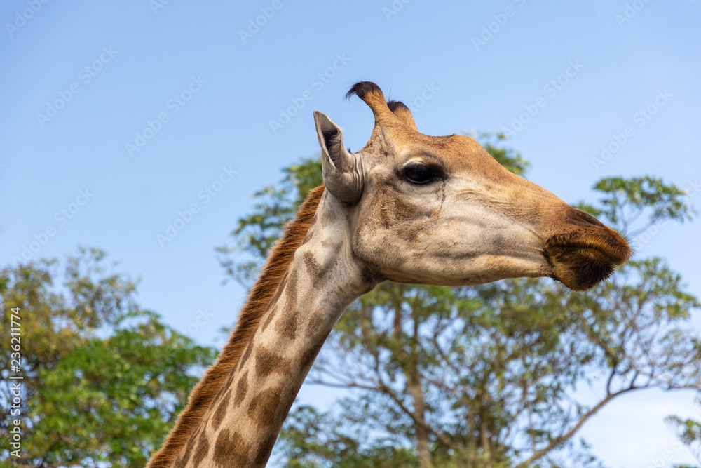 Naklejka premium Giraffe in the zoo on green background, detail of head