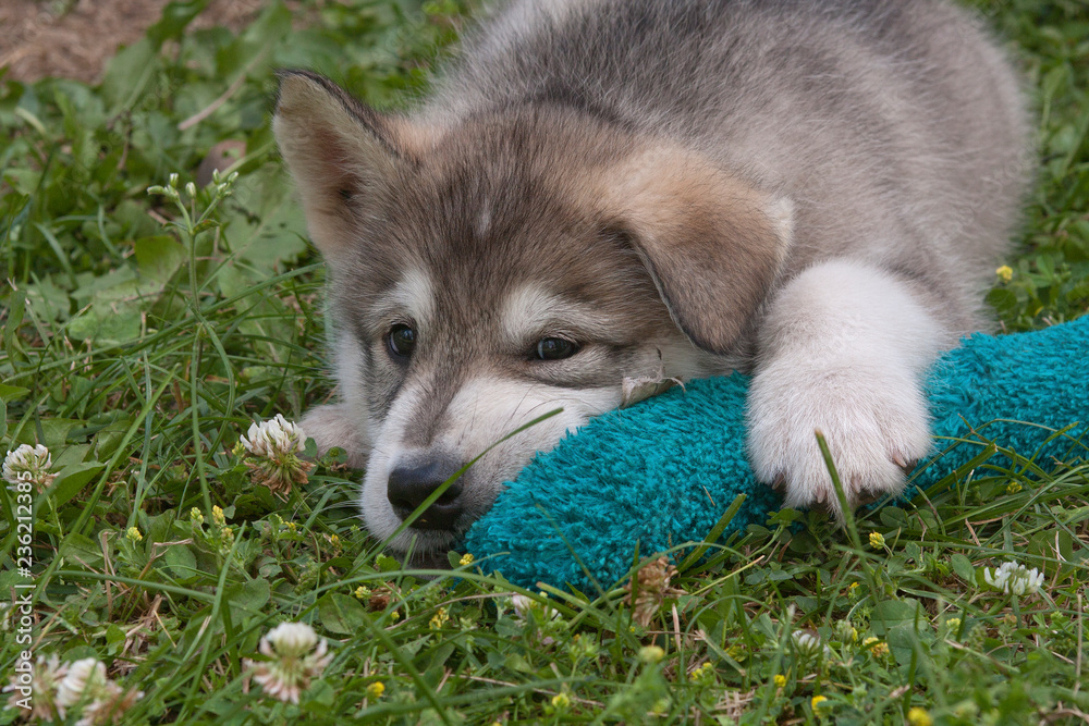 Alaska Malamute Puppy rests with his toy 