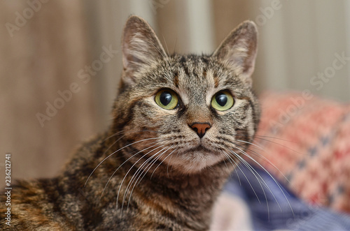 Fototapeta Naklejka Na Ścianę i Meble -  portrait of domestic cat with green eyes close up
