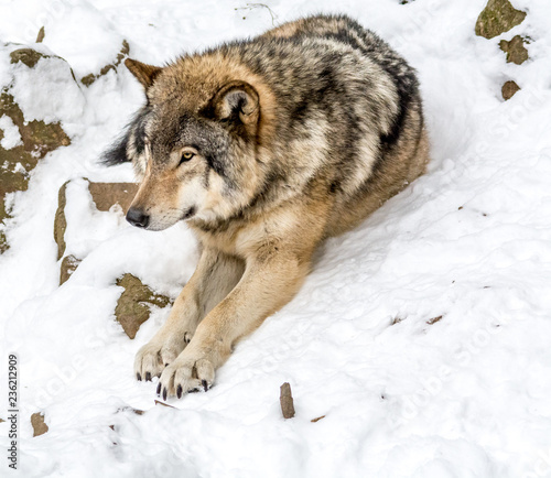 Calm and peaceful brown wolf in a snowy rocky landscape