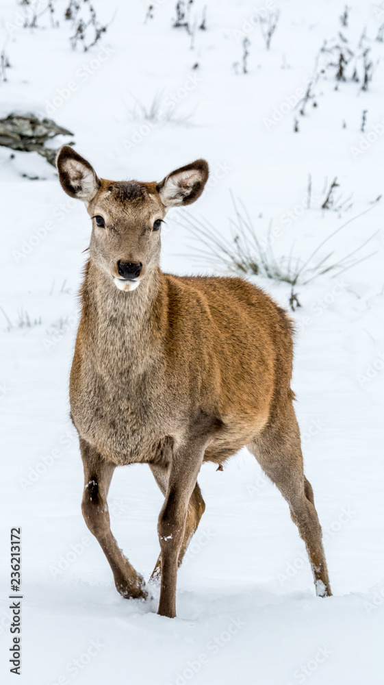 Female nervous deer hesitating to flee as her curiosity is great