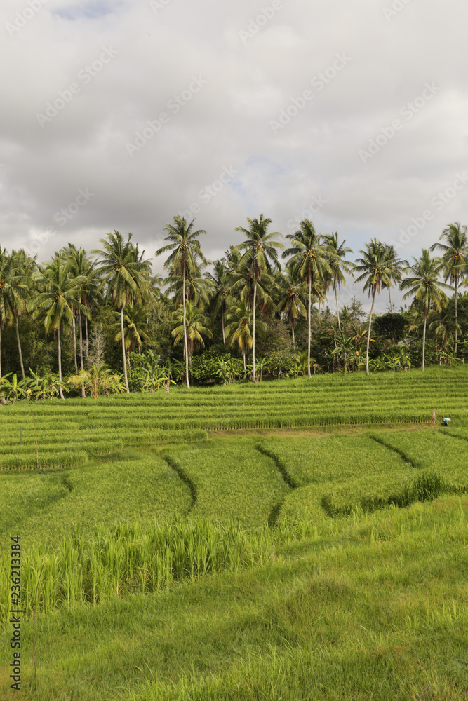 Amazing country side view of rice paddy and palm trees