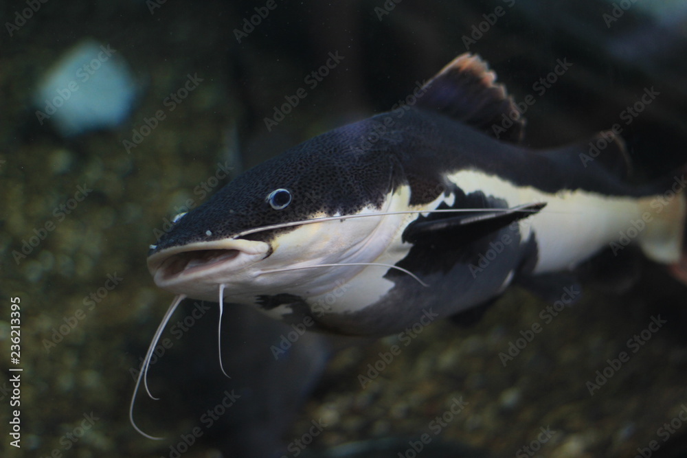 Fish Fish
