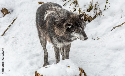 Black Wolves with Fantastc Yellow Eyes Looking on the Side © Fitawoman