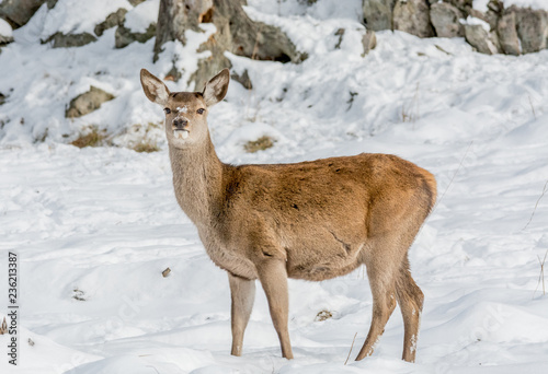 Alerted Female Deer Looking at the Camera in a field Covered by Early November Snow