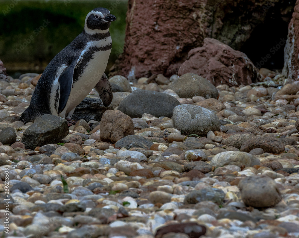 Fototapeta premium Black and White Plumage on Magellanic Penguins on a Rocky Beach
