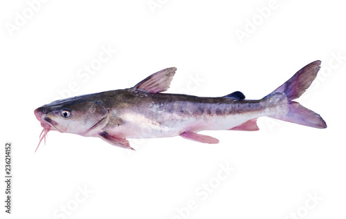 The hardhead catfish (Ariopsis felis).    Isolated on white background photo