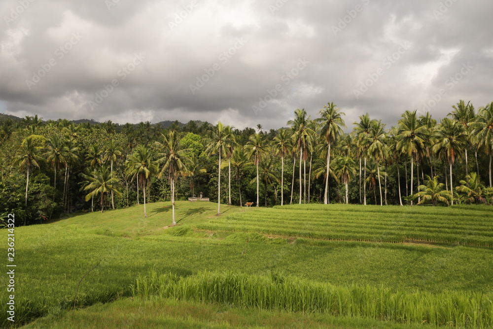 Obraz premium Amazing country side view of rice paddy and palm trees
