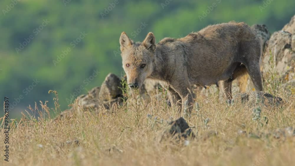 Female Wolf hunting prey and eating carcass in the mountain Female Wolf hunting prey and eating carcass in the mountain