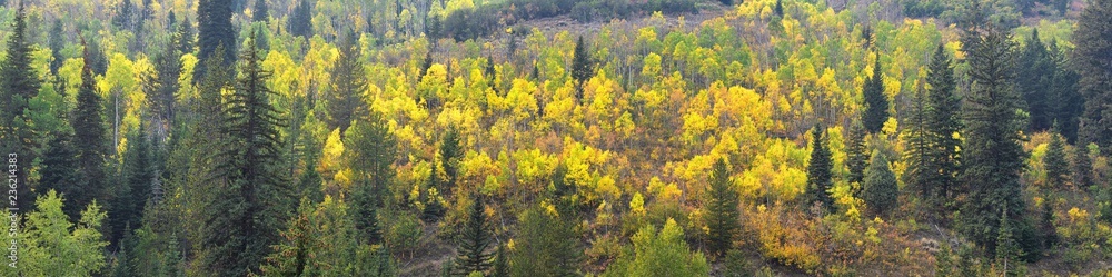 Late Summer early Fall panorama forest views hiking, biking, horseback trails through trees along Highway 40 near Daniels Summit between Heber and Duchesne in the Uintah Basin, Utah, USA. Late Summer early Fall panorama forest views hiking, biking, horseback trails through trees along Highway 40 near Daniels Summit between Heber and Duchesne in the Uintah Basin, Utah, USA.