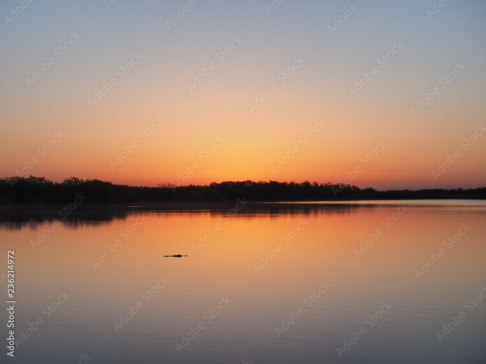 Alligator at sunrise on a perfectly calm Nine Mile Pond in Everglades National Park, Florida.