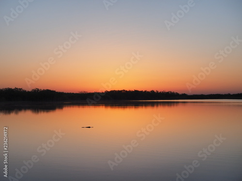 Alligator at sunrise on a perfectly calm Nine Mile Pond in Everglades National Park, Florida.