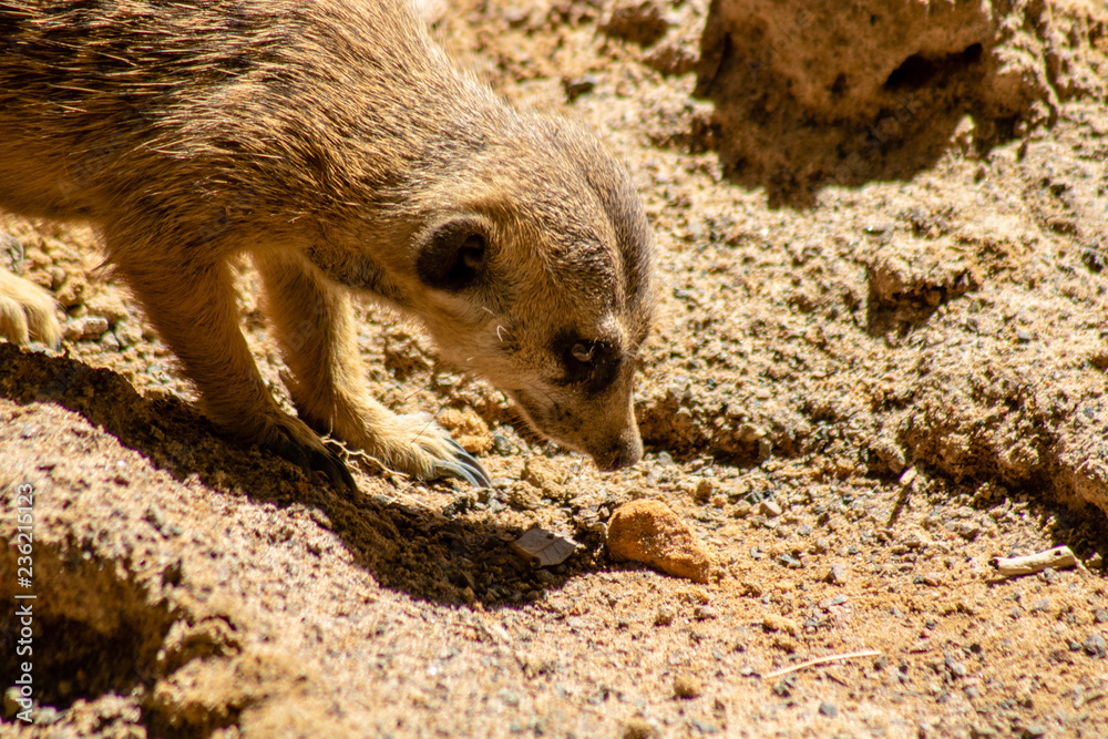 Fototapeta premium Cute little meerkat