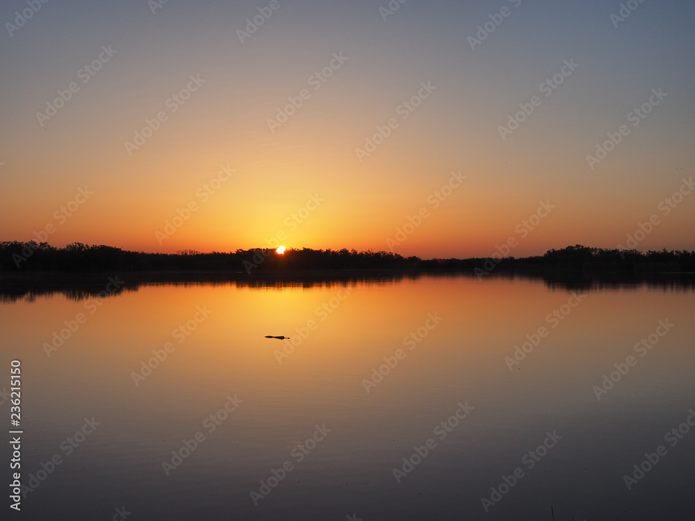 Alligator at sunrise on a perfectly calm Nine Mile Pond in Everglades National Park, Florida.