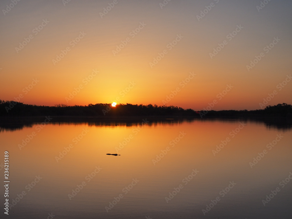 Alligator at sunrise on a perfectly calm Nine Mile Pond in Everglades National Park, Florida.