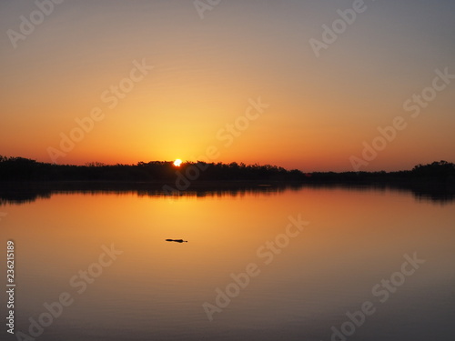 Alligator at sunrise on a perfectly calm Nine Mile Pond in Everglades National Park  Florida.