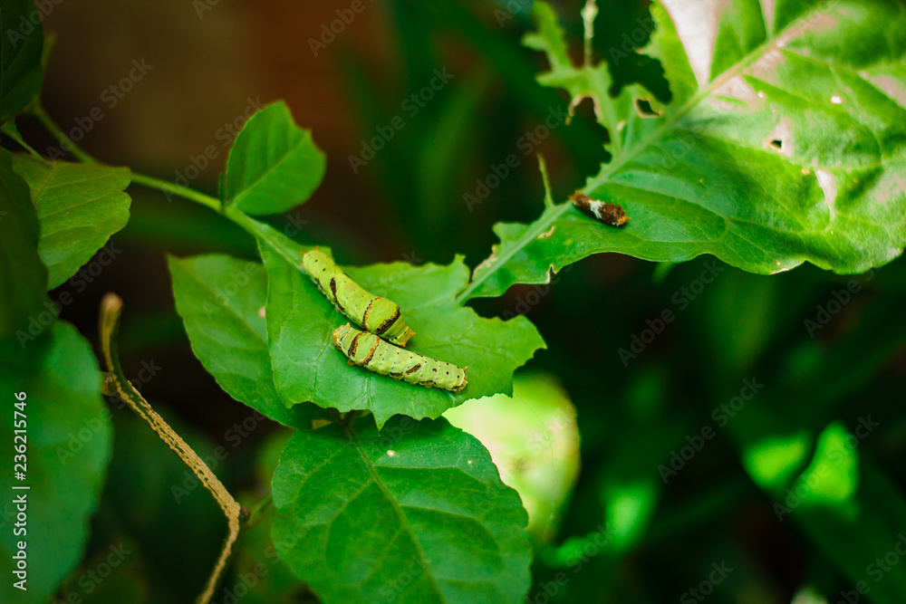 Caterpillar, big green worm in the park. Caterpillar, big green worm in the park.