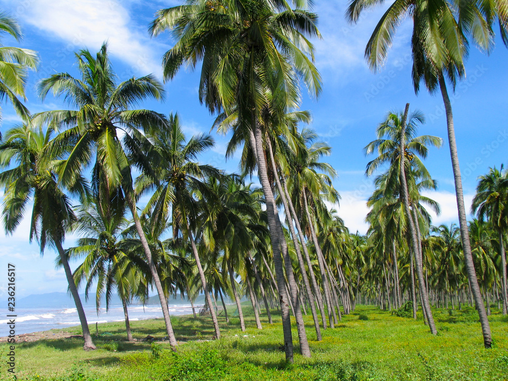 Naklejka premium Tropical palms on the beautiful remote beaches of Ixtapa Ziahuatanejo Mexico