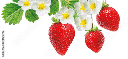 strawberry freshness tasty