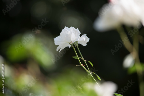 rose flower photo