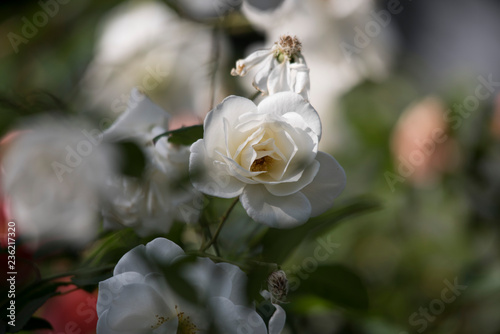 rose flower photo