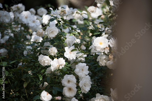 rose flower photo