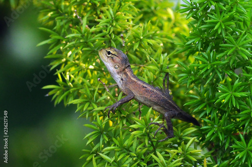 oriental lizard garden © andri_priyadi