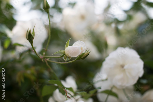 rose flower photo