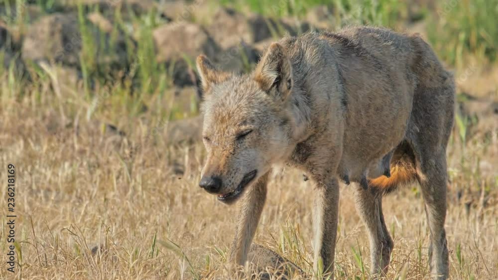 Female Wolf hunting prey and eating carcass in the mountain Female Wolf hunting prey and eating carcass in the mountain