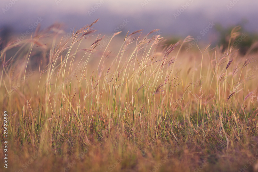 Obraz premium grass in wind