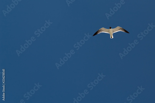 seagull in the sky