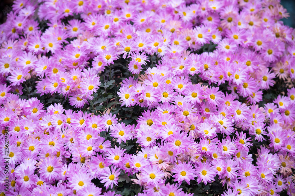 flower chrysanthemum　mum