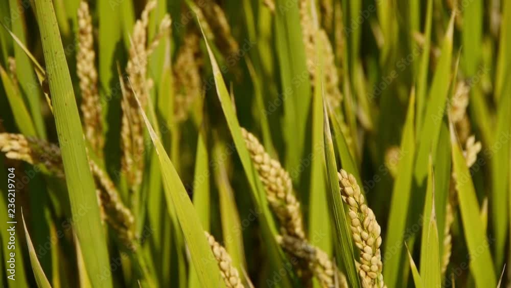Asian golden rice paddy,wait for the harvest. Asian golden rice paddy,wait for the harvest.