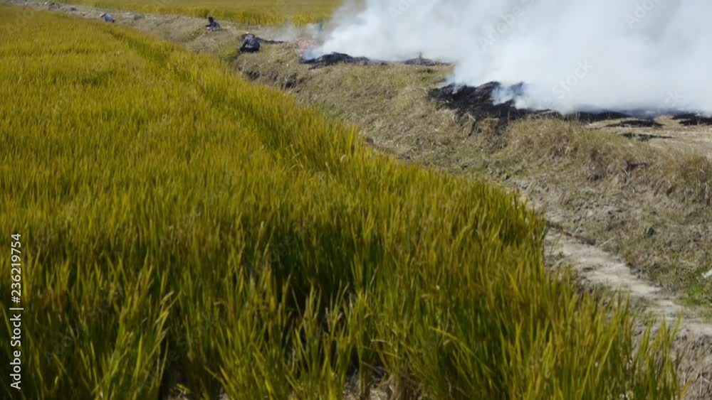 Farmers burning straw in the fields,china. Farmers burning straw in the fields,china.