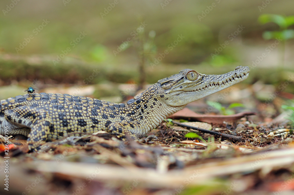crocodile crocodile