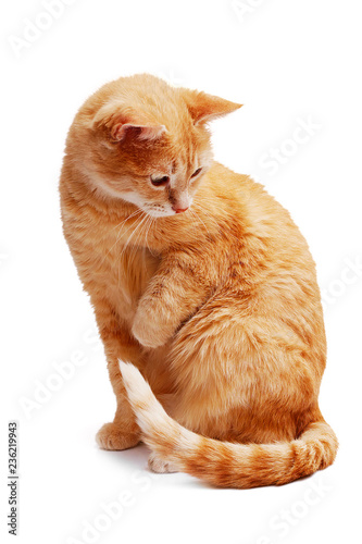 wary ginger cat sitting and looking aside and down isolated on white background