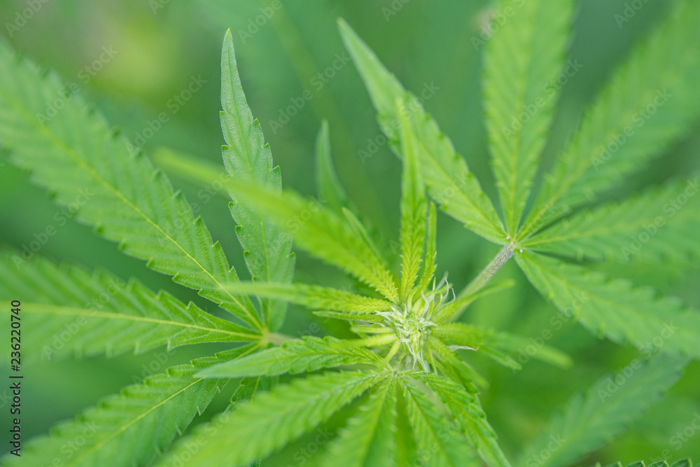 Marijuana - 1 Marijuana - 1