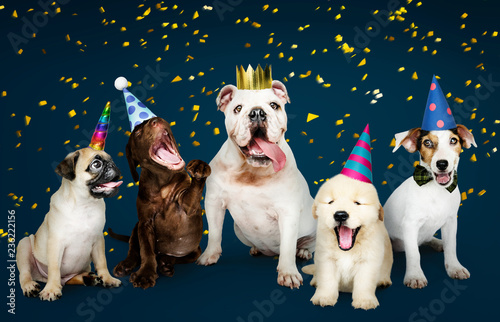 Photography Group of puppies celebrating a new year
