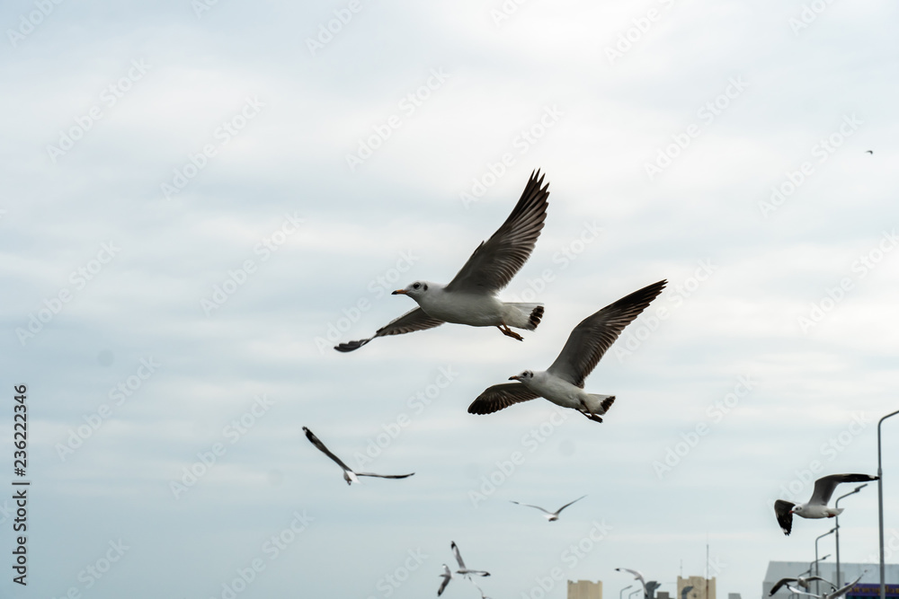 Seagull at Bangpu, Samut-Prakarn, Thailand Seagull at Bangpu, Samut-Prakarn, Thailand