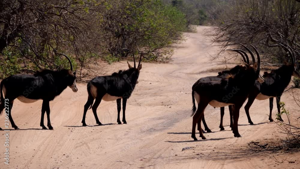 Sable antelope in Chobe National Park, Botswana