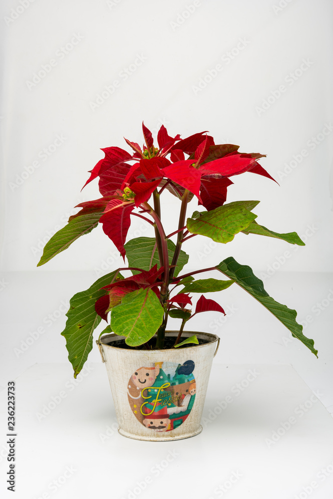 Maceta con Flor de Noche Buena de color roja sobre fondo blanco Stock Photo  | Adobe Stock