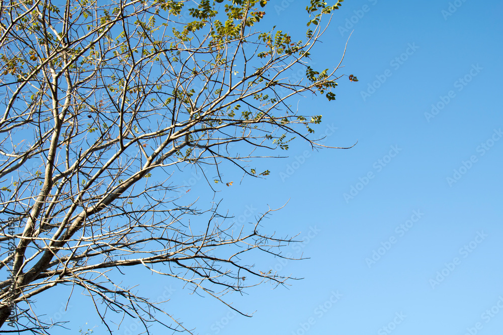 Tree branch with beautiful blue sky background. Tree branch with beautiful blue sky background.