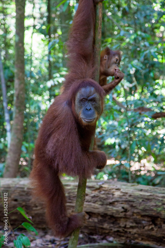 Mother and baby orangutan in the jungle of Sumatra, Indonesia