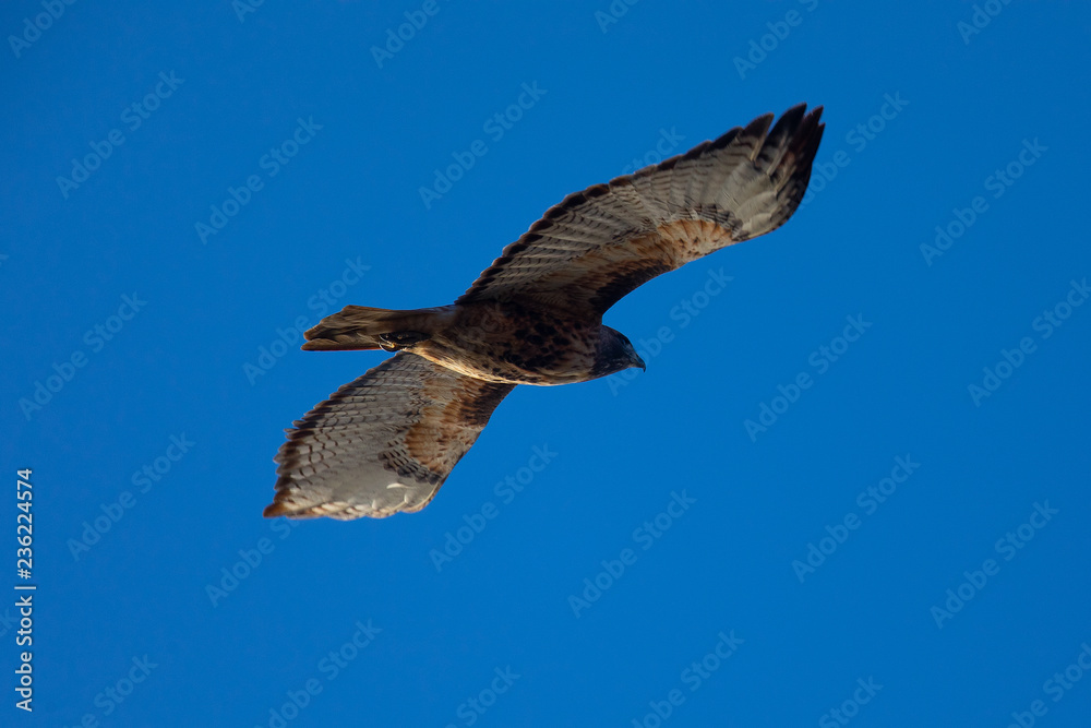 Obraz premium Red-tailed hawk flying, seen in the wild in North California