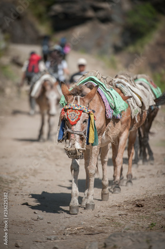 donkey for caravan in high mountain