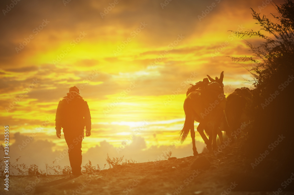 Fototapeta premium horses caravan and worker in high mountain