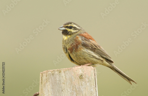 A portrait of a rare Cirl Bunting (Emberiza cirlus) perching on a wooden fence post. photo