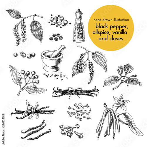 Fototapeta Naklejka Na Ścianę i Meble -  hand drawn vector illustration of herbs and spices. Vintage graphic set illustration of vanilla, cloves, black pepper and allspice. set of herbs spices
